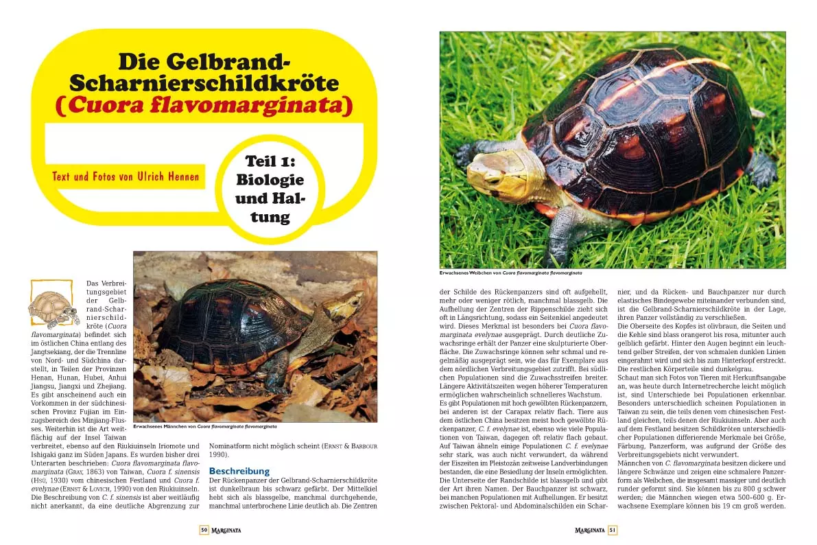 marginata-44-europaeische-landschildkroeten-3 Marginata 44 - Europäische Landschildkröten in der Natur beobachten