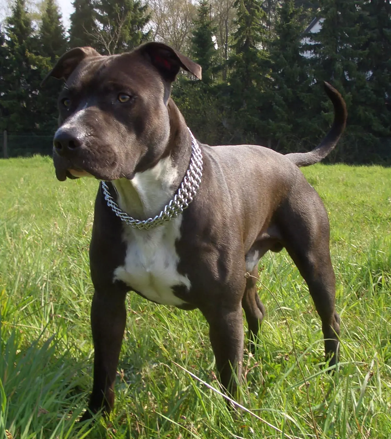 stafford American Staffordshire Terrier