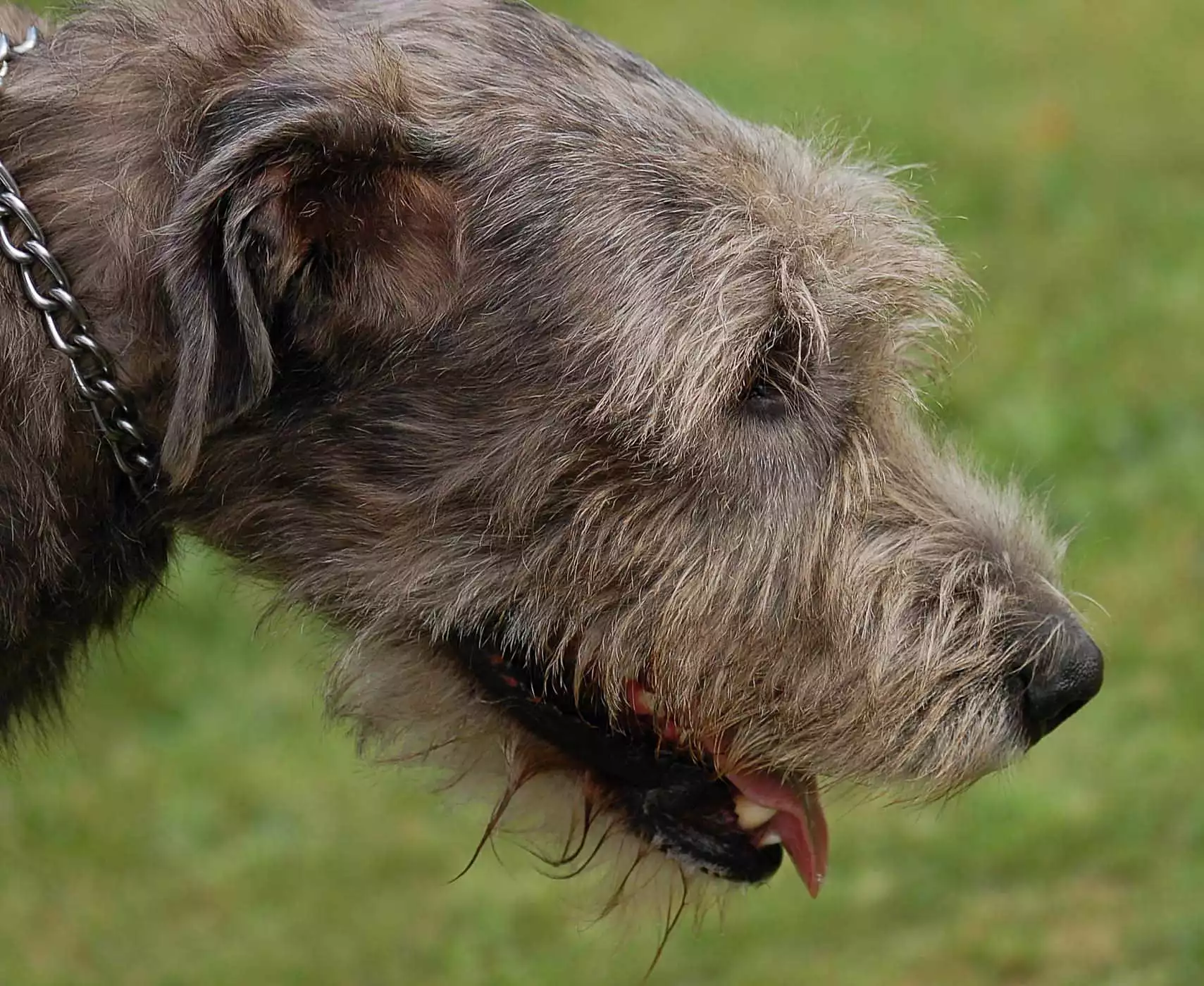 irish-wolfhound57c948ae1e0e7 Irischer Wolfshund