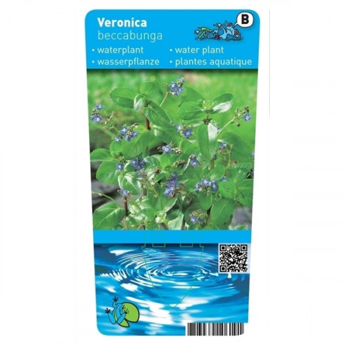 Label of an aquatic plant "Veronica beccabunga" with image of the plant, QR code and stylised representation of water.