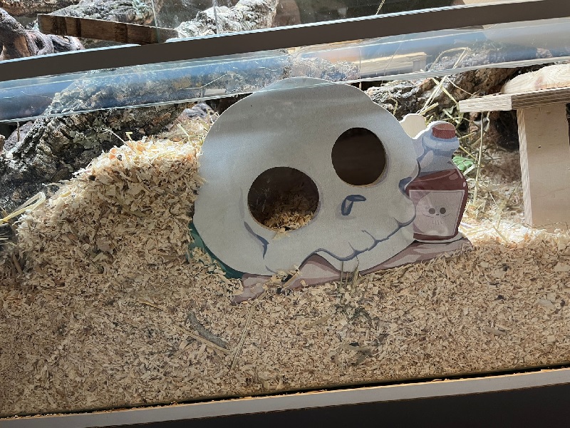 Wooden playhouse rodent skull