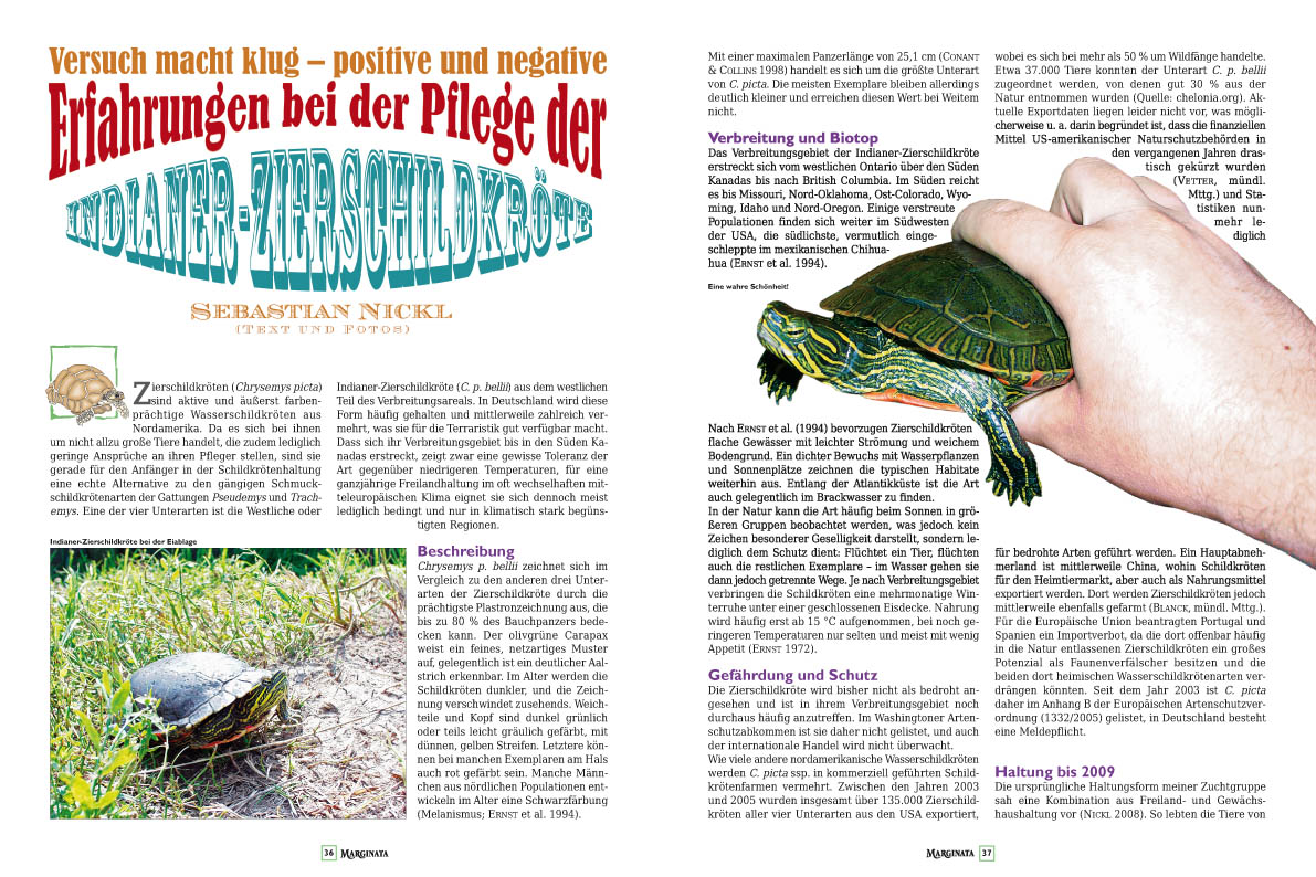 Marginata 39 - Grosskopfschildkröten