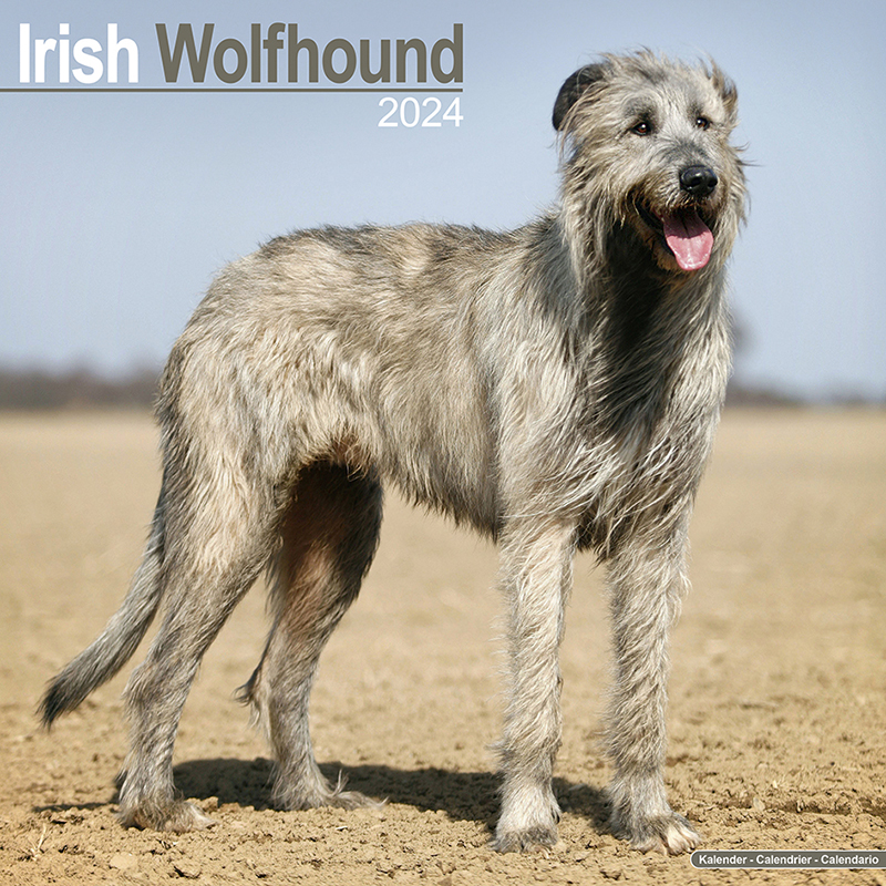 Kalender 2024 Irischer Wolfshund - Irish Wolfhound