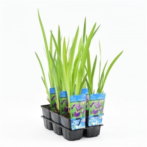 English water mint (9cm) - Preslia cervina 'Alba'