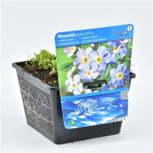 Myosotis en pot avec étiquette montrant des fleurs bleues et de l'eau.