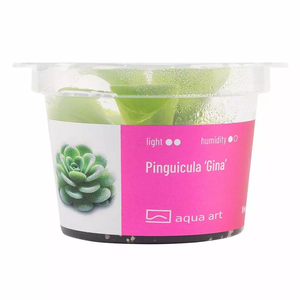 Pinguicula Gina - fleischfressende Pflanze Pinguicula Gina - fleischfressende Pflanze