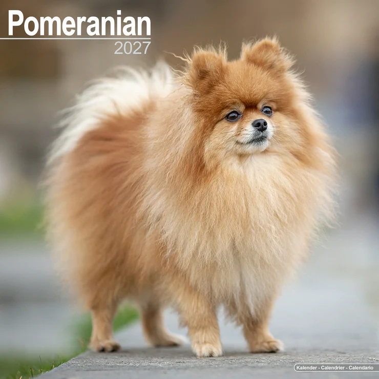 Calendar 2026 Pomeranian - Miniature Spitz