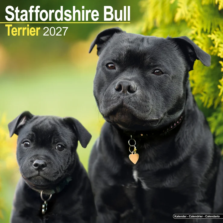 Kalender 2027 Staffordshire Bull Terrier
