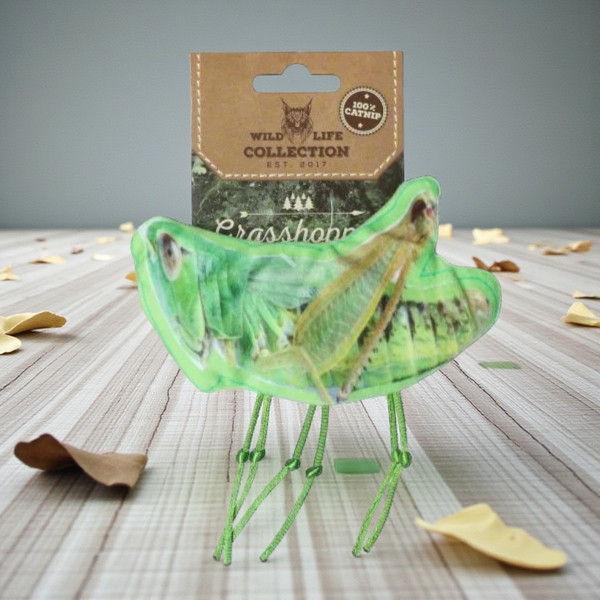 Wild Life Cat grasshopper