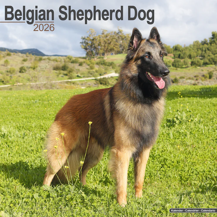 Calendar 2025 Belgian Shepherd Dog