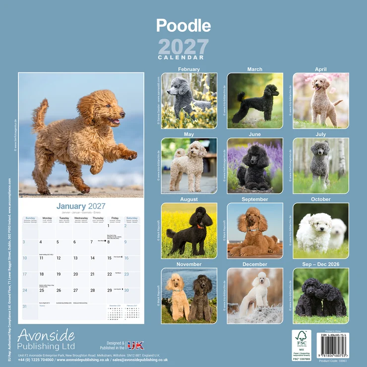 Kalender 2027 Pudel - Poodle - Caniche