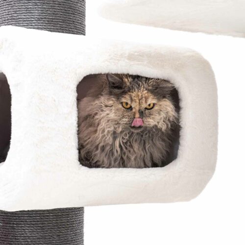 Eine Katze mit lockigem, getigertem Fell in Brauntönen und gelben Augen sitzt in einer weißen, flauschigen Katzenhöhle eines Kratzbaums. Ihre rosa Zungenspitze ist leicht zu sehen. Links daneben ist ein grauer Kratzstamm zu erkennen.