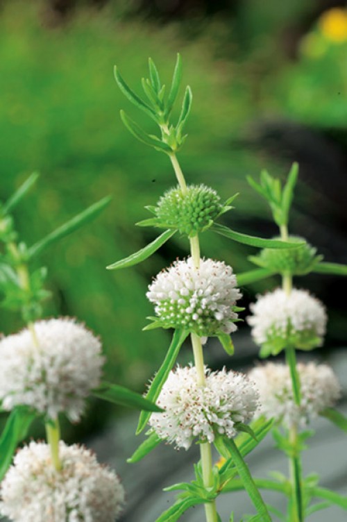 Gros plan d'une plante avec plusieurs fleurs blanches et des feuilles vertes sur un fond vert et flou.
