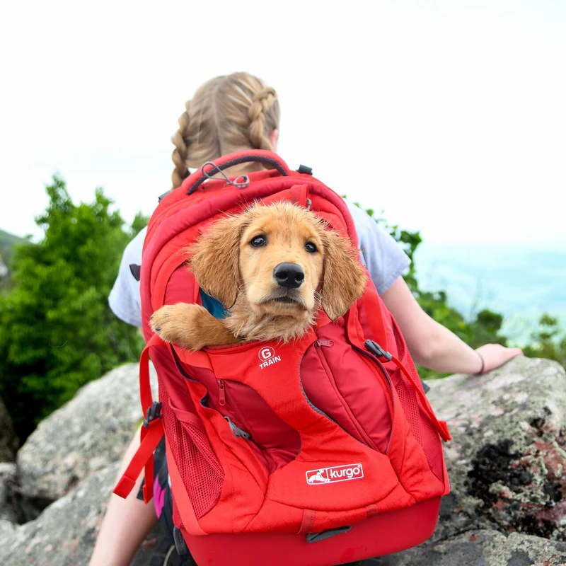 Close-up: Golden retriever puppy looks out of red G-Train K9 dog rucksack, carried by woman with pigtails.