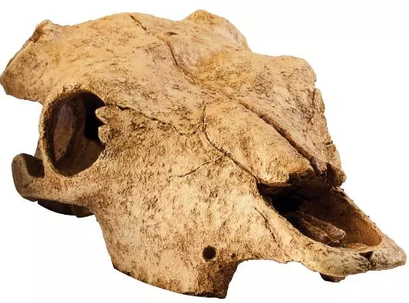 Buffalo Skull / Cachette sûre