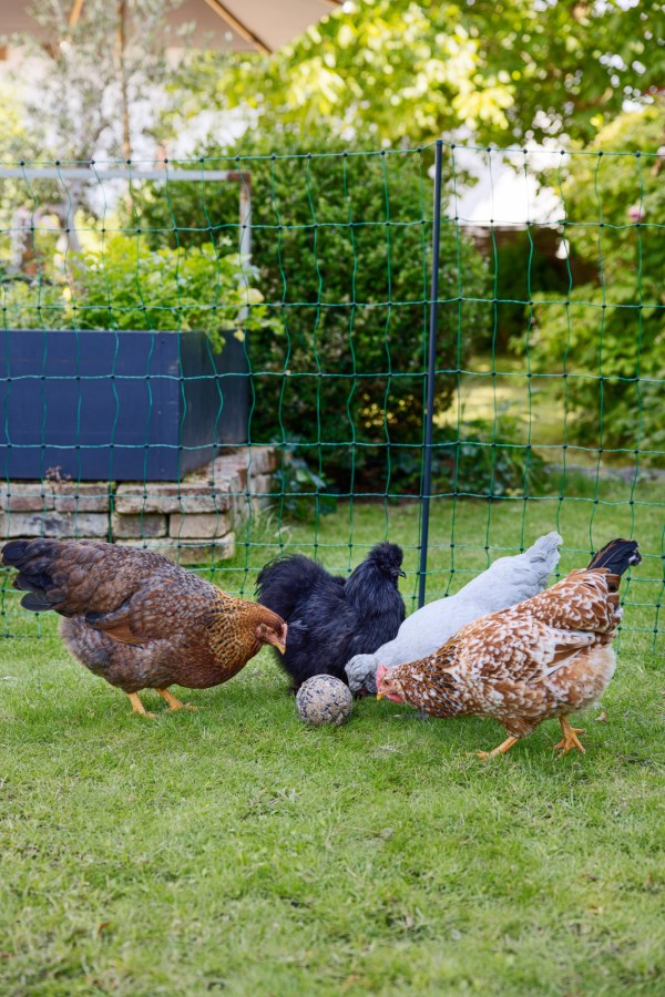 Pick ball - 6 pieces