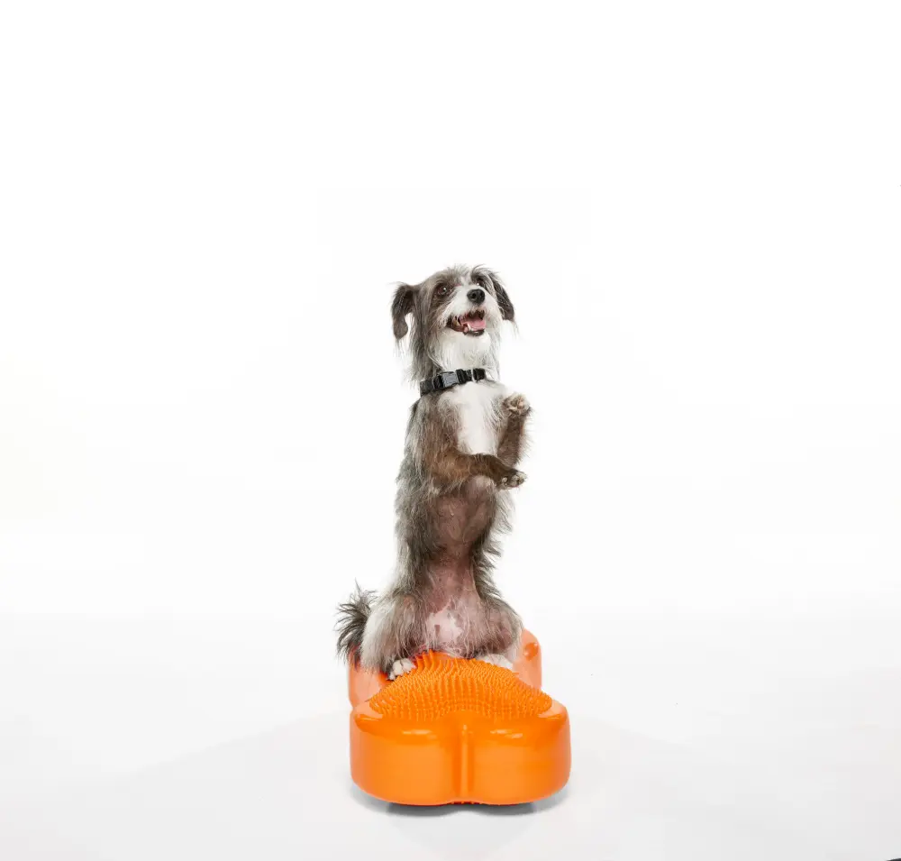 Un cane dal pelo arruffato, grigio e bianco, è in piedi sulle zampe posteriori su un attrezzo da allenamento arancione a forma di osso. Le zampe anteriori sono sollevate in aria, il cane è in equilibrio sul cuscino e guarda allegramente verso l'alto.