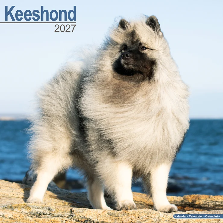 Calendar 2026 Wolfspitz - Keeshond - German Spitz