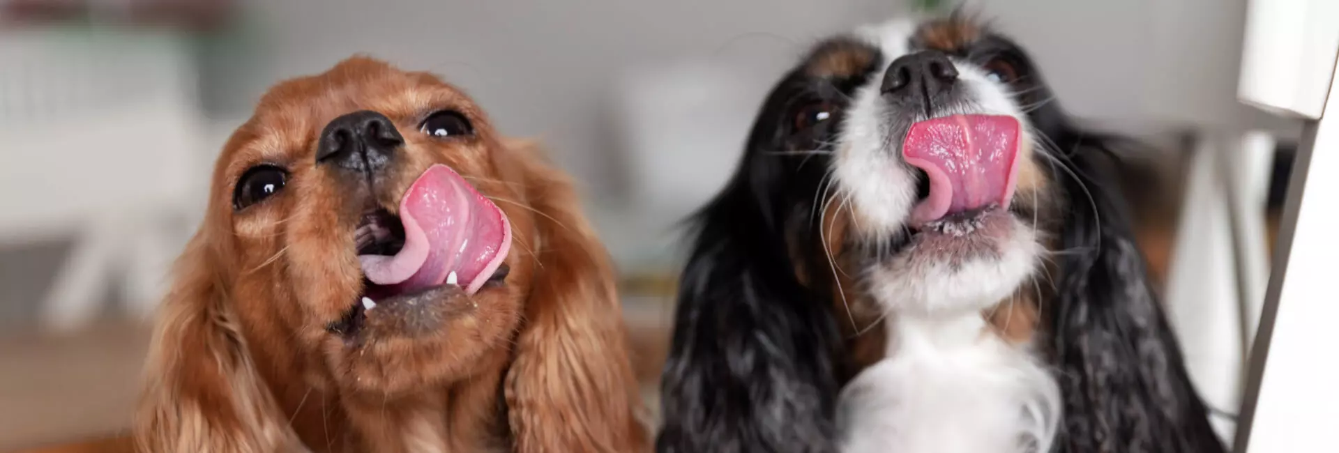 Hundefutter Cremes & Pasten Hundefutter Cremes & Pasten
