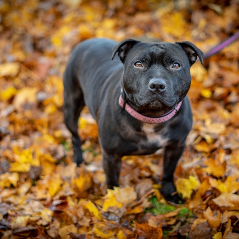 Ein Staffordshire Bull Terrier mit kurzem, glattem, dunklem Fell und rosa Halsband steht auf bunten Blättern.