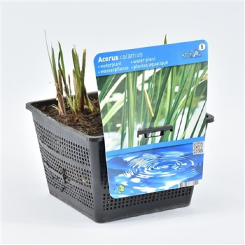 Schwarzer, durchlöcherter Topf mit Kalmus und blauem Etikett, das Wasserpflanze und Wellen zeigt.
