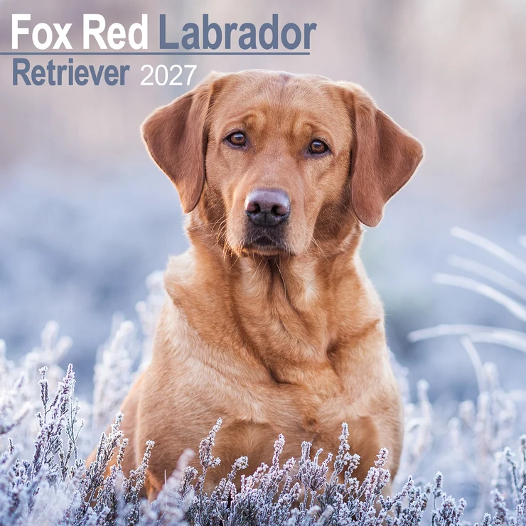 Kalender 2027 Fox Red Labrador Retriever