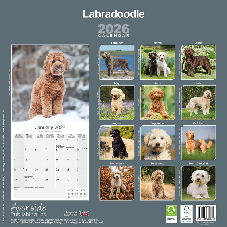 Calendrier 2025 Labradoodle Calendrier 2025 Labradoodle