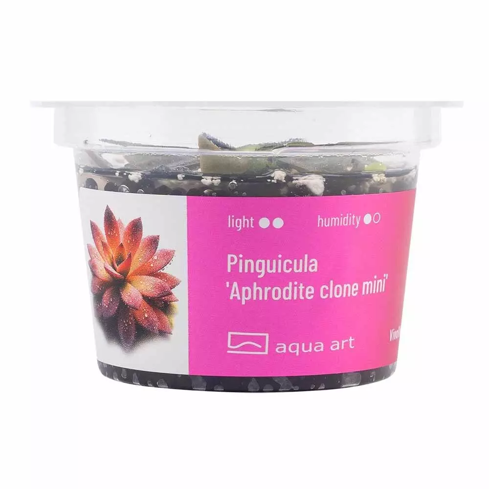 Pinguicula Aphrodite clone mini - fleischfressende Pflanze Pinguicula Aphrodite clone mini - fleischfressende Pflanze