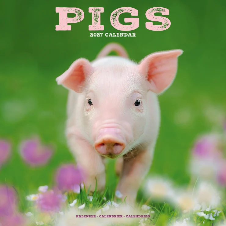 Kalender 2027 Schweine - Pigs