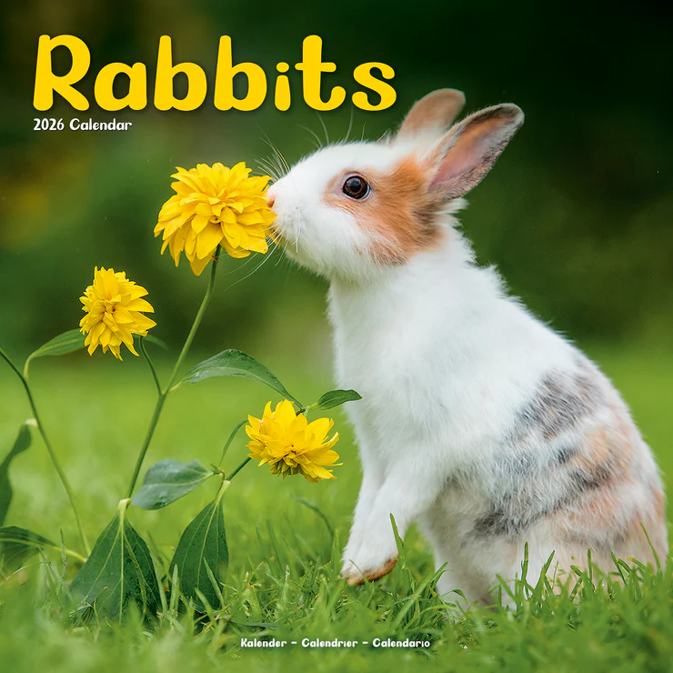 Calendar 2026 Rabbits - Dwarf Rabbits - Rabbits