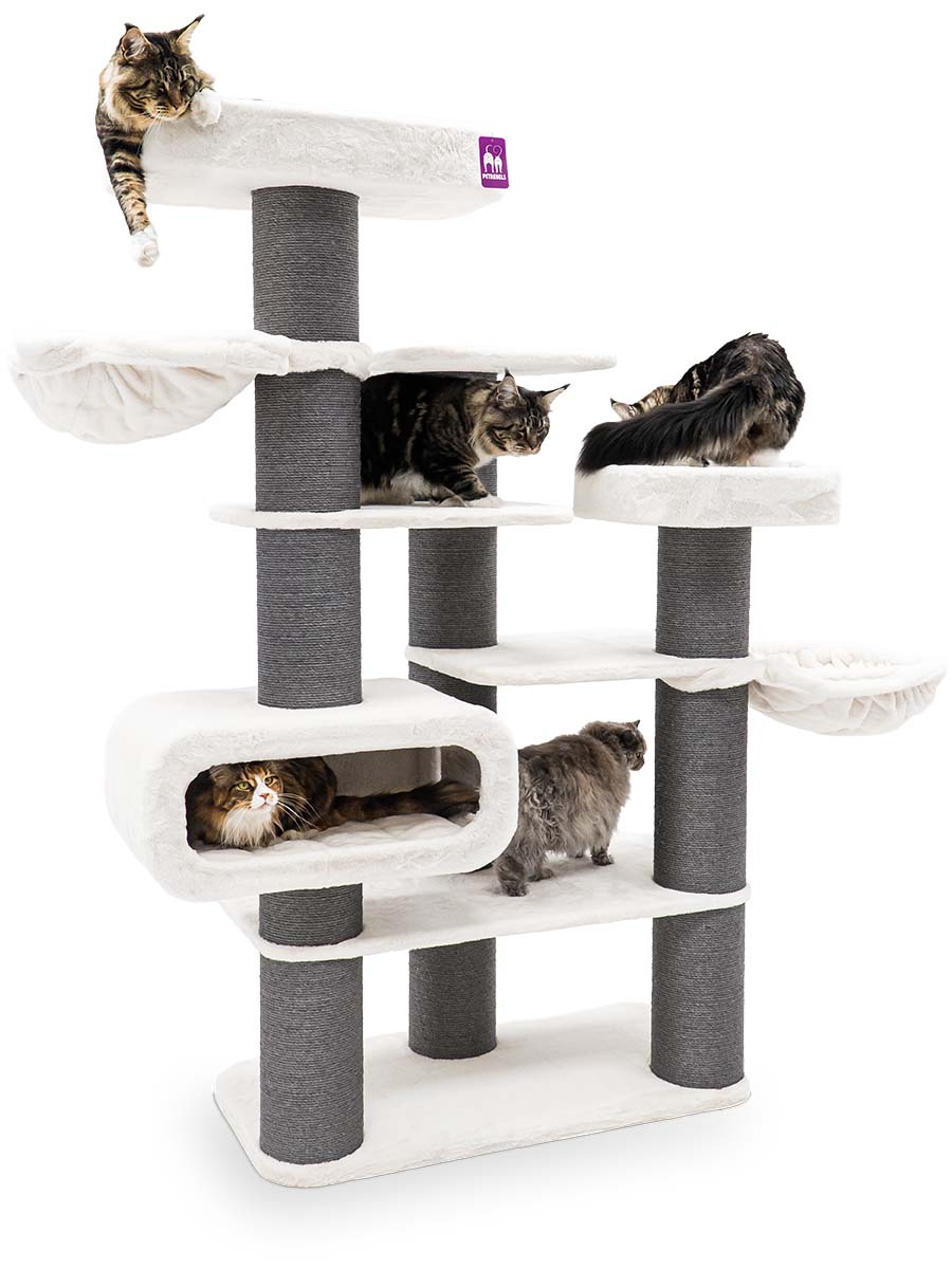 Fünf Maine-Coon-Katzen nutzen einen großen, mehrstufigen Kratzbaum in Weiß und Grau: eine liegt oben, eine schaut aus einer Schlafhöhle, eine läuft über eine Plattform, zwei pflegen sich oder ruhen.