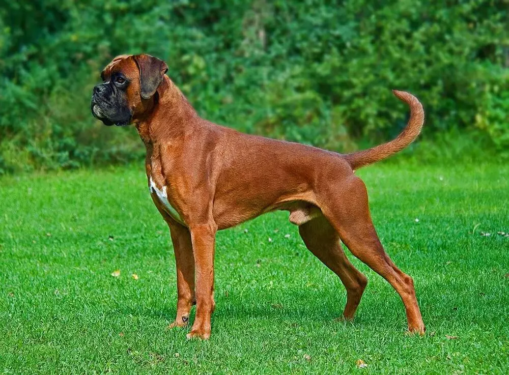 boxer-hund Boxer