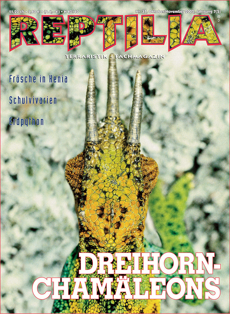 Reptilia 37 - Dreihornchamäleons