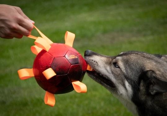Dog Comets Game Ball