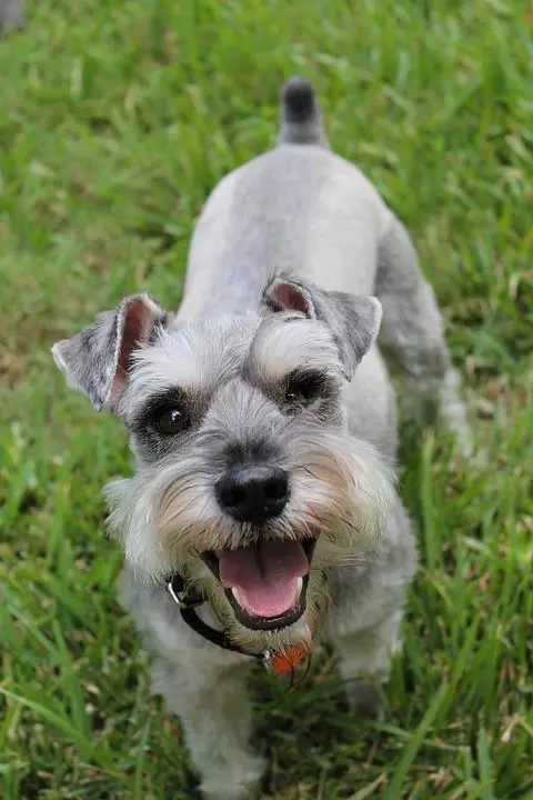 schnauzer-zwerg Zwergschnauzer