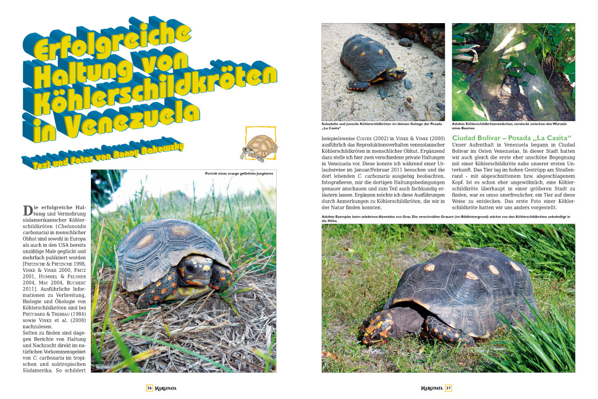 Marginata 42 - Schmuck-Dosenschildkröten