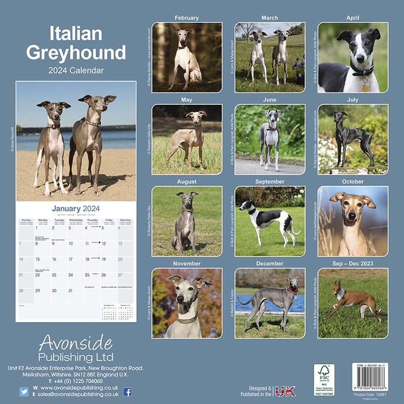 Kalender 2024 Italienisches Windspiel Italian Greyhound