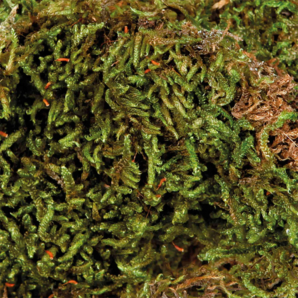 Forest Moss - Substrat pour terrarium