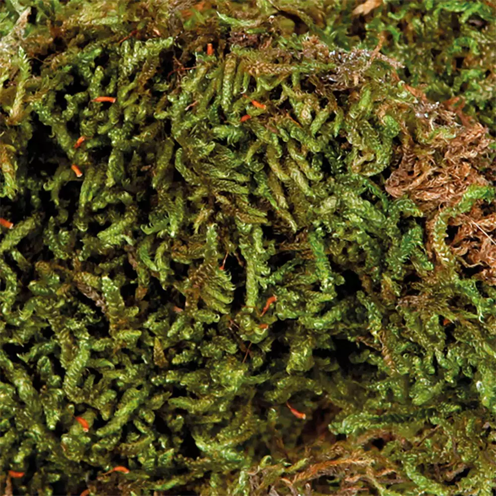 Waldmoos - Terrarienmoos