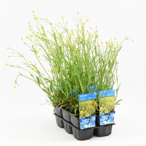 Gelbe, zarte Blumen mit grünen Stängeln in einem schwarzen Kunststoffbehälter, mit blauen Etiketten.