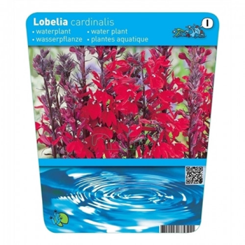 Packaging of a Lobelia cardinalis water plant with red flowers and blue water background.