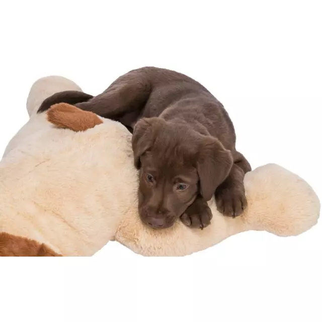 Brown puppy lying relaxed on beige-brown cuddly dog Benny plush toy.
