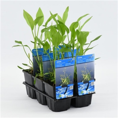 Sei piccole piante d'acquario in vasi con etichette blu in una ciotola di plastica nera. Le piante hanno foglie lunghe e verdi.