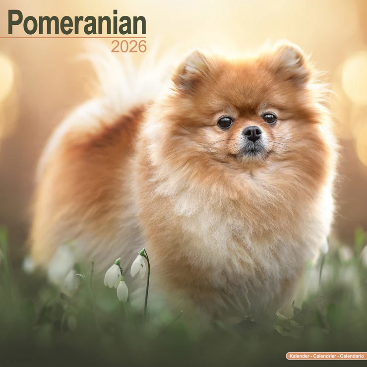 Kalender 2026 Pomeranian - Zwergspitz