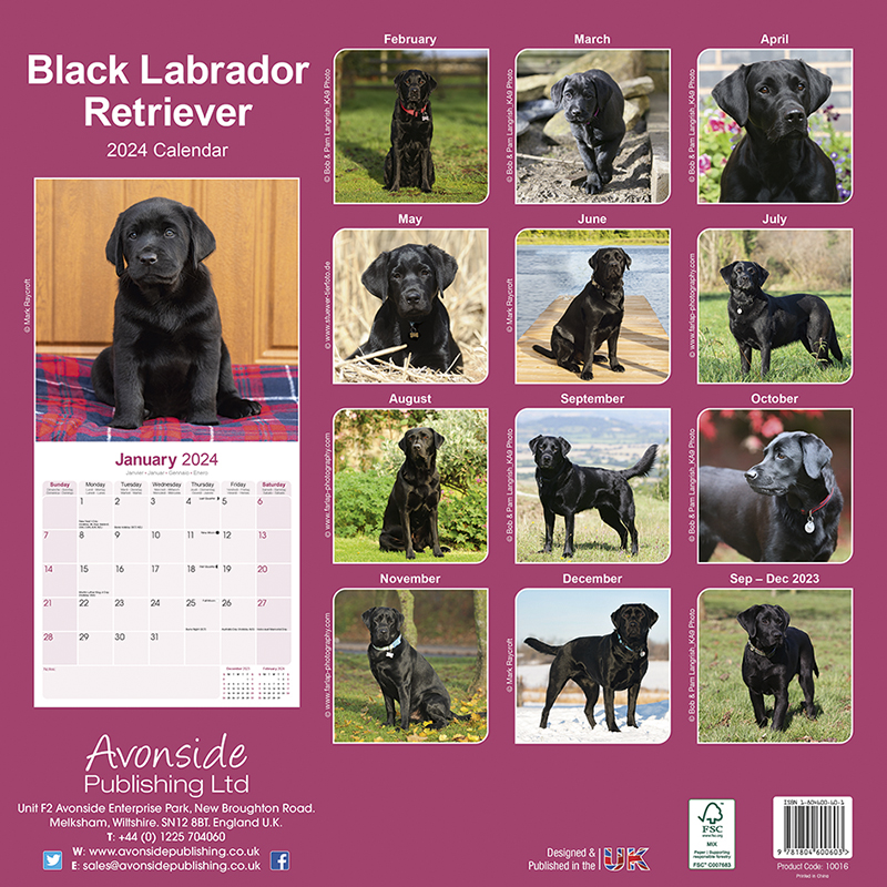 Kalender 2024 Labrador Retriever schwarz (Black)