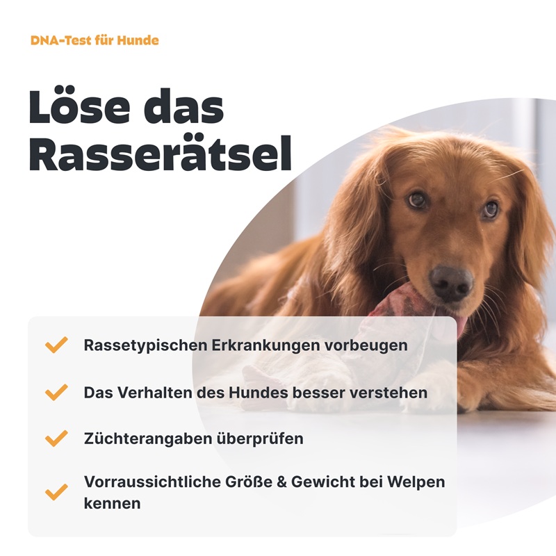 DNA-Test Rassenbestimmung für Hunde