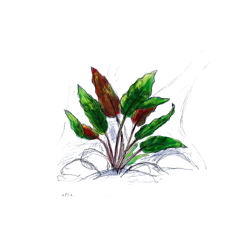 Illustration einer Cryptocoryne wendtii Mi Oya, einer Aquariumpflanze mit braun-grünen Blättern.