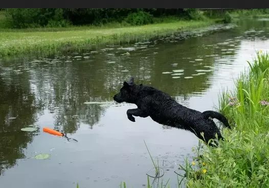 Dog Comets Orion Dummy vert 