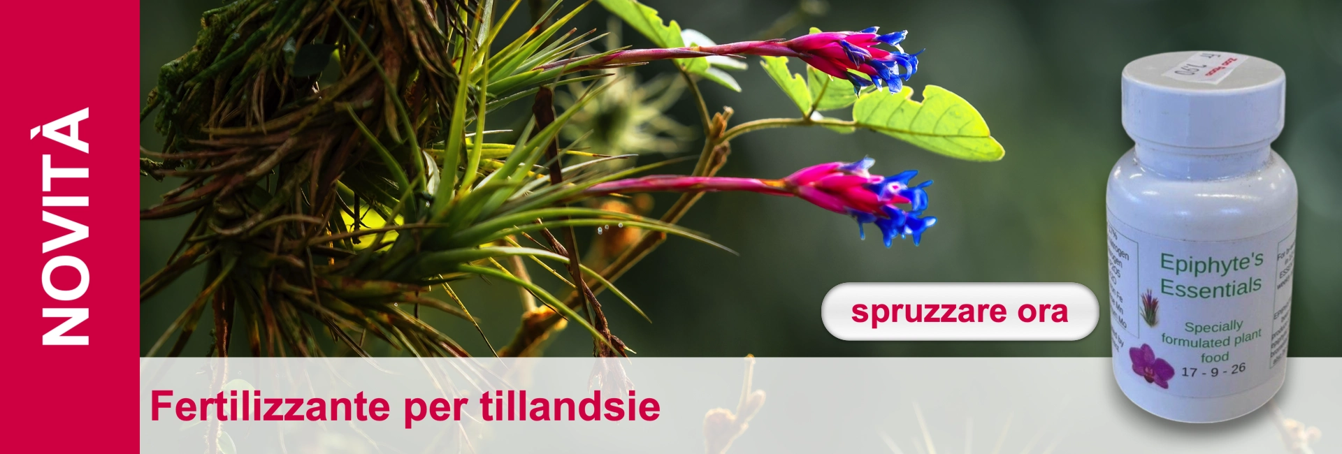 Fiori di tillandsia rosa con accenti blu, accanto a una bottiglia di fertilizzante per piante epifite.