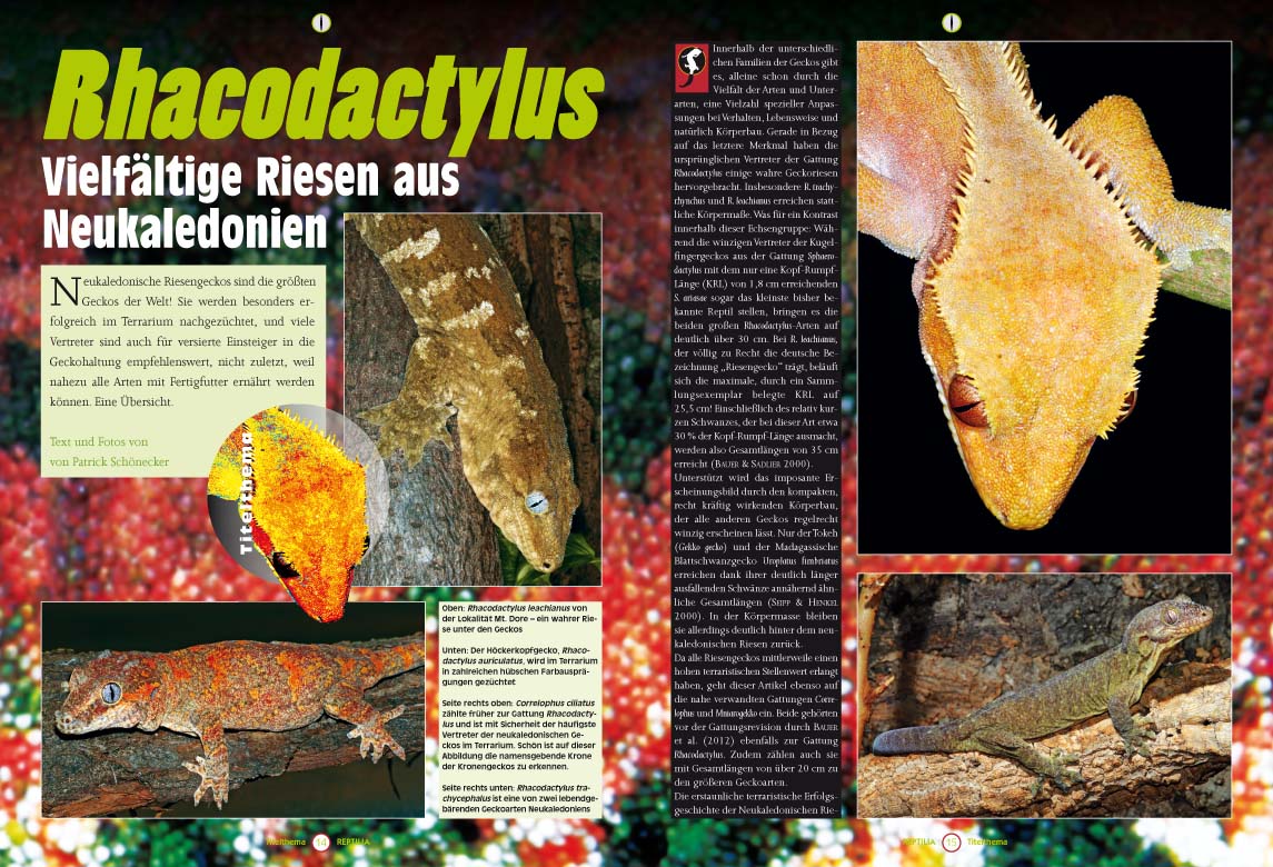Reptilia 113 - Rhacodactylus, die Riesen aus Neukaledonien